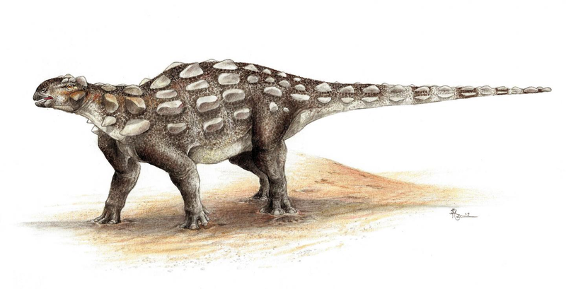 Illustration for article titled What Did the Ankylosaurus Look Like Before It Got This Club Tail?